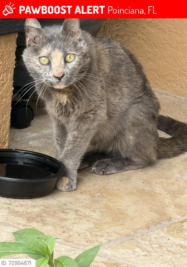 Lost Unknown Cat last seen San Miguel /Montery, Poinciana, FL 34759