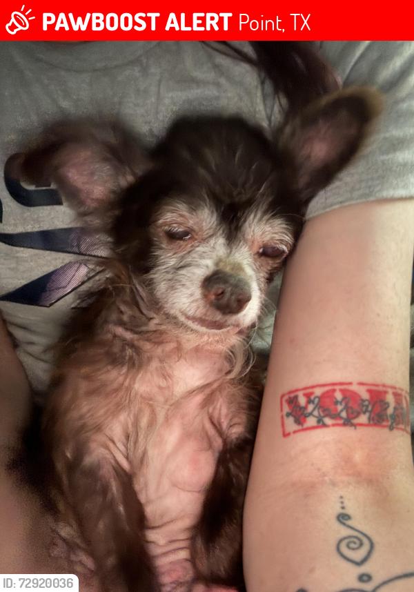 Lost Male Dog last seen Ave a, Point, TX 75472