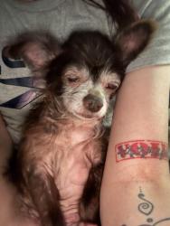 Lost Male Dog last seen Ave a, Point, TX 75472