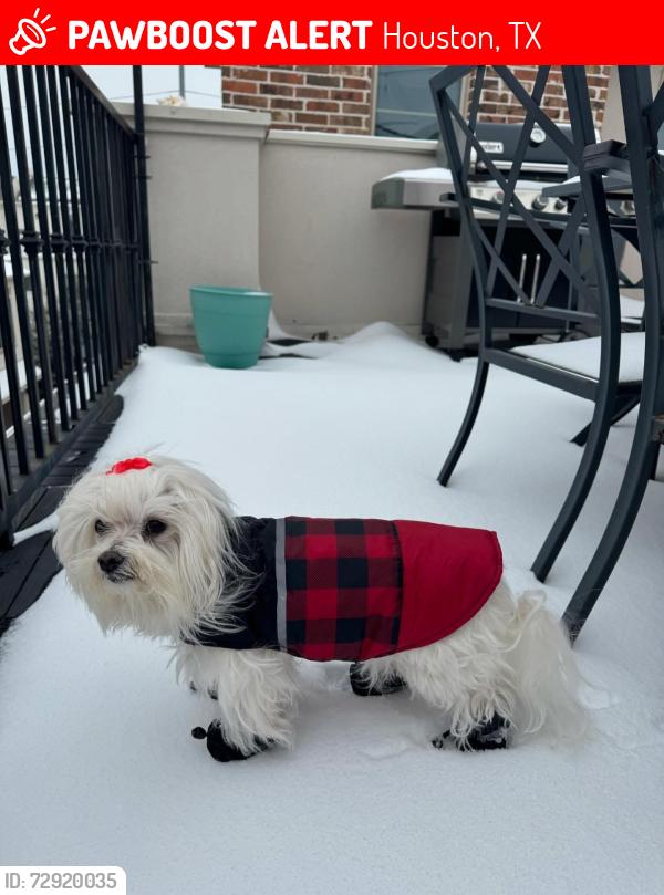 Lost Female Dog last seen High Star Drive cul-de-sac, Houston, TX 77081