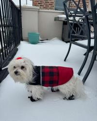 Lost Female Dog last seen High Star Drive cul-de-sac, Houston, TX 77081