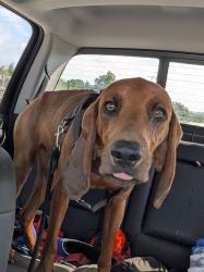 Lost Female Dog last seen Providence Rd near Wilson/trousdale county line, Lebanon, TN 37087