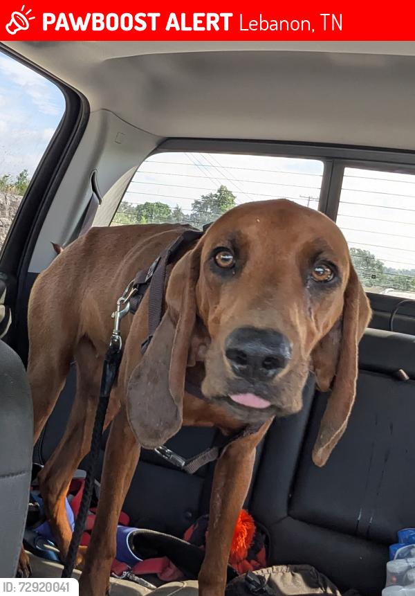 Lost Female Dog last seen Providence Rd near Wilson/trousdale county line, Lebanon, TN 37087