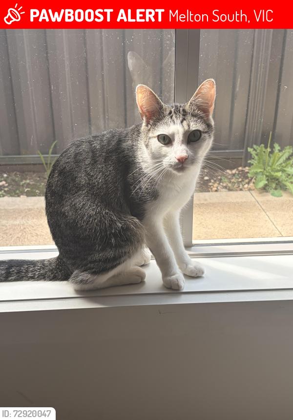 Lost Male Cat last seen Melton South, Melton South, VIC 3338