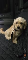 Reunited Female Dog last seen Katy Lake ests Subdivision, Harris County, TX 77493