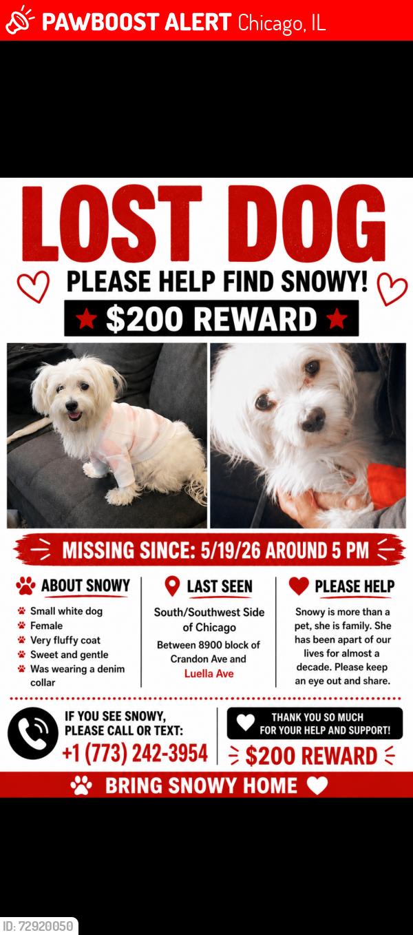 Lost Female Dog last seen Crsndom ave and Jeffery boulevard , Chicago, IL 60617