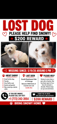 Lost Female Dog last seen Crsndom ave and Jeffery boulevard , Chicago, IL 60617