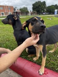 Found/Stray Unknown Dog last seen Near and Red Oak, Houston, TX 77090