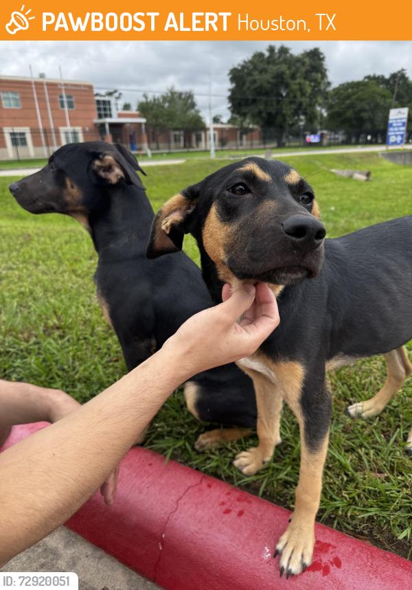 Found/Stray Unknown Dog last seen Near and Red Oak, Houston, TX 77090