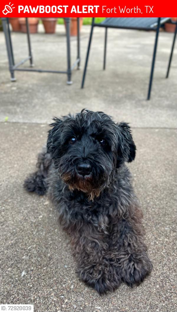 Lost Female Dog last seen Wedgworth Rd and Wonder Dr , Fort Worth, TX 76133