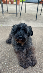 Lost Female Dog last seen Wedgworth Rd and Wonder Dr , Fort Worth, TX 76133