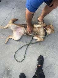 Found/Stray Female Dog last seen 21st street and Daisy , Long Beach, CA 90806