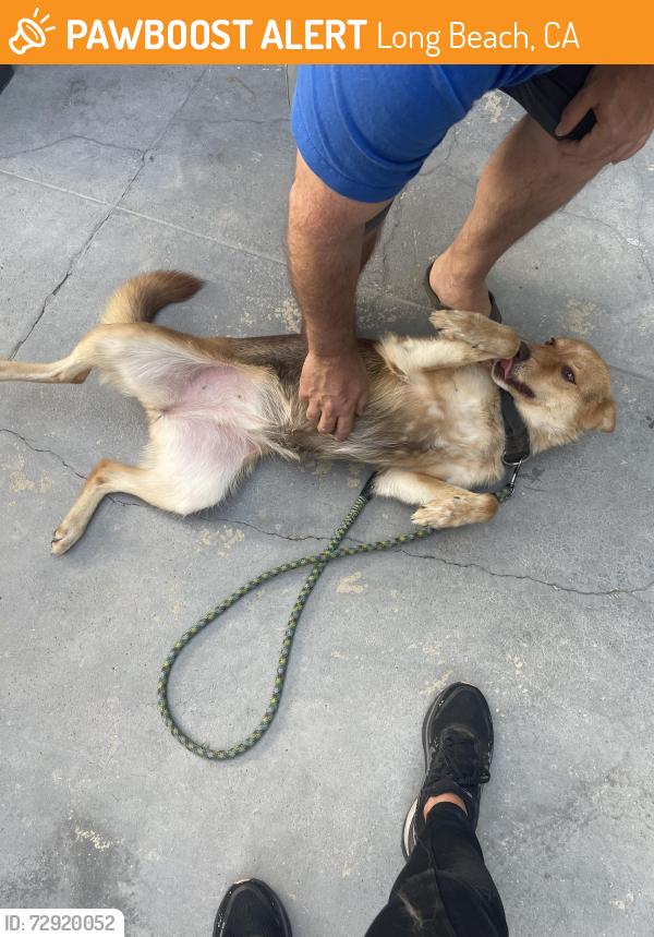 Found/Stray Female Dog last seen 21st street and Daisy , Long Beach, CA 90806