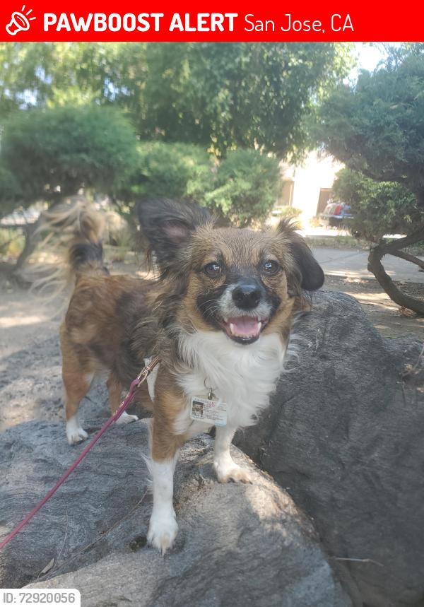 Lost Female Dog last seen Lewis Rd & Senter Rd, San Jose, CA 95111