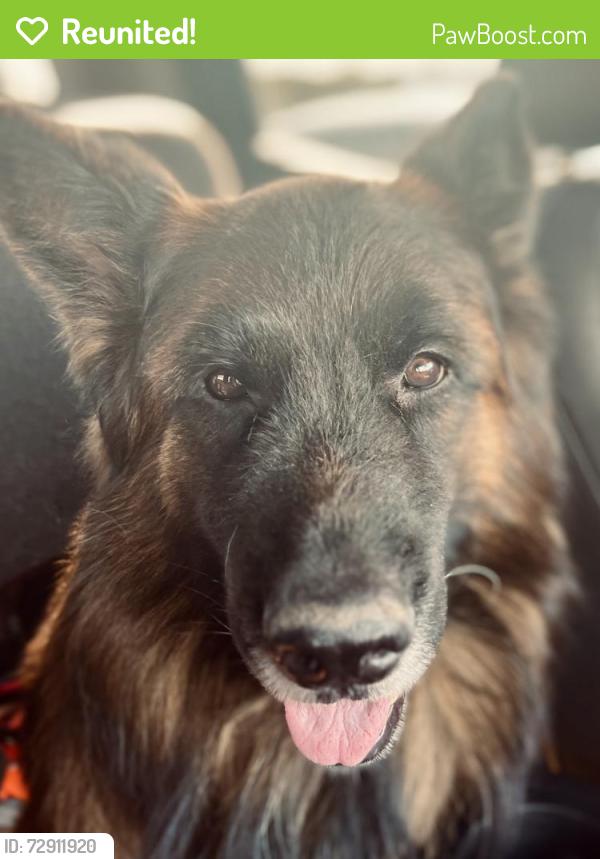 Reunited Male Dog last seen Lake road, Killeen, TX 76543