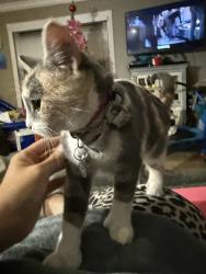 Reunited Female Cat last seen Cabrena, San Diego, CA 92154