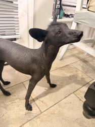 Found/Stray Female Dog last seen Sing lum elementary , Bakersfield, CA 93311