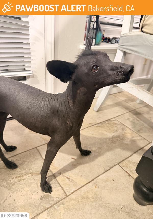 Found/Stray Female Dog last seen Sing lum elementary , Bakersfield, CA 93311