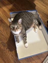 Lost Male Cat last seen River Terr and Edgewood Dr. , Toms River, NJ 08755