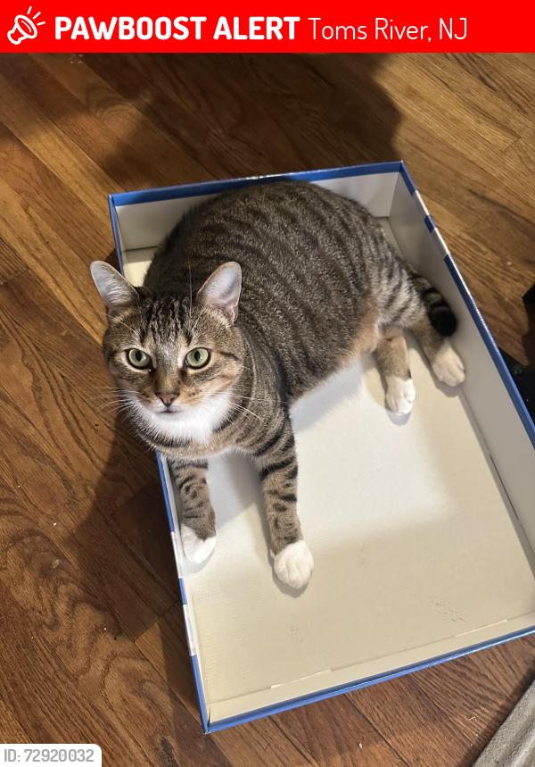 Lost Male Cat last seen River Terr and Edgewood Dr. , Toms River, NJ 08755