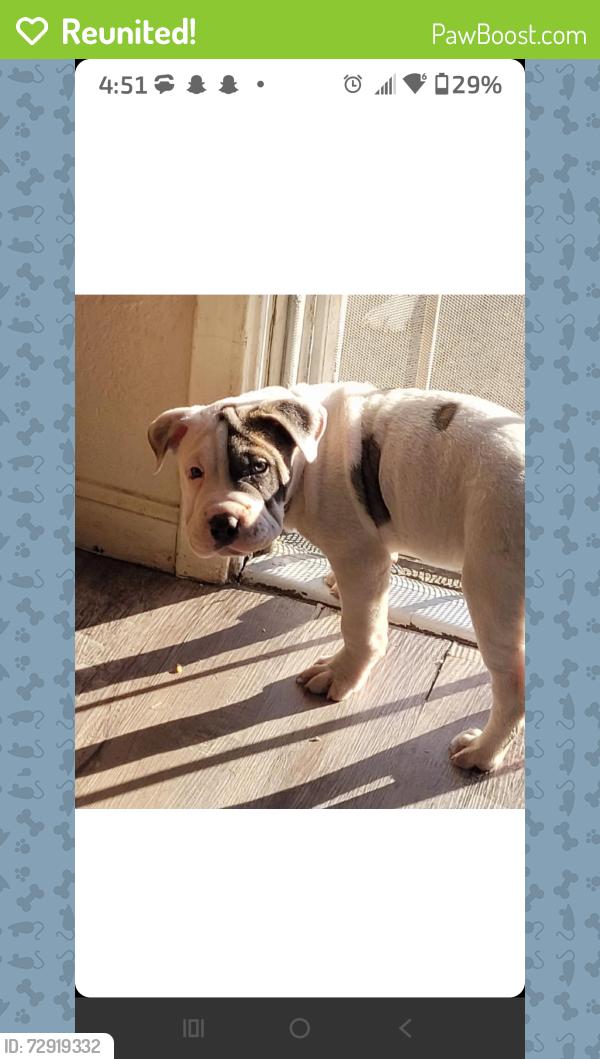 Reunited Male Dog last seen Apricot st , Oakland, CA 94603