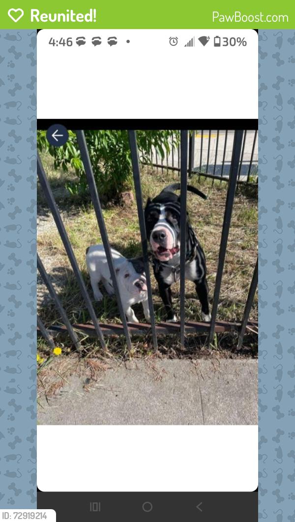 Reunited Female Dog last seen Apricot st , Oakland, CA 94603