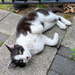 Lost Male Cat last seen Fleming Pike near Hay St., Hammonton, NJ 08037