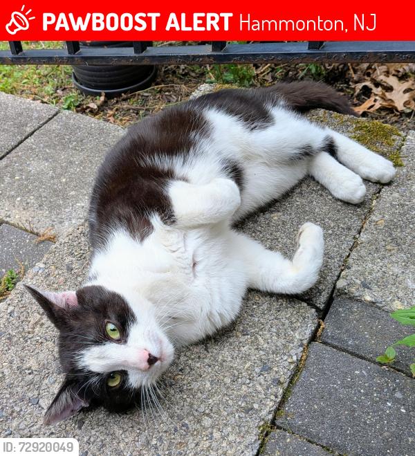Lost Male Cat last seen Fleming Pike near Hay St., Hammonton, NJ 08037