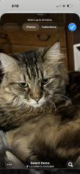 Lost Female Cat last seen Gem heights , Puyallup, WA 98375