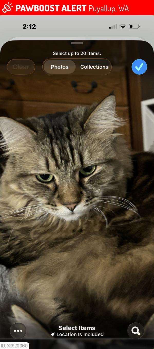 Lost Female Cat last seen Gem heights , Puyallup, WA 98375