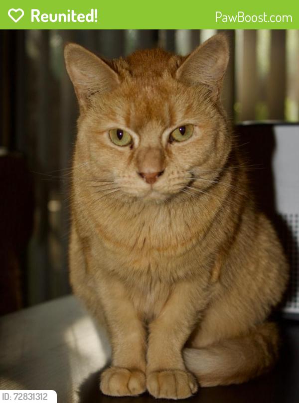 Reunited Female Cat last seen Tahoe Trl & Westgate Blvd, Austin, TX 78745