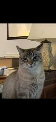 Lost Male Cat last seen E 7th and Greenup Sts, Park Hills, KY 41011