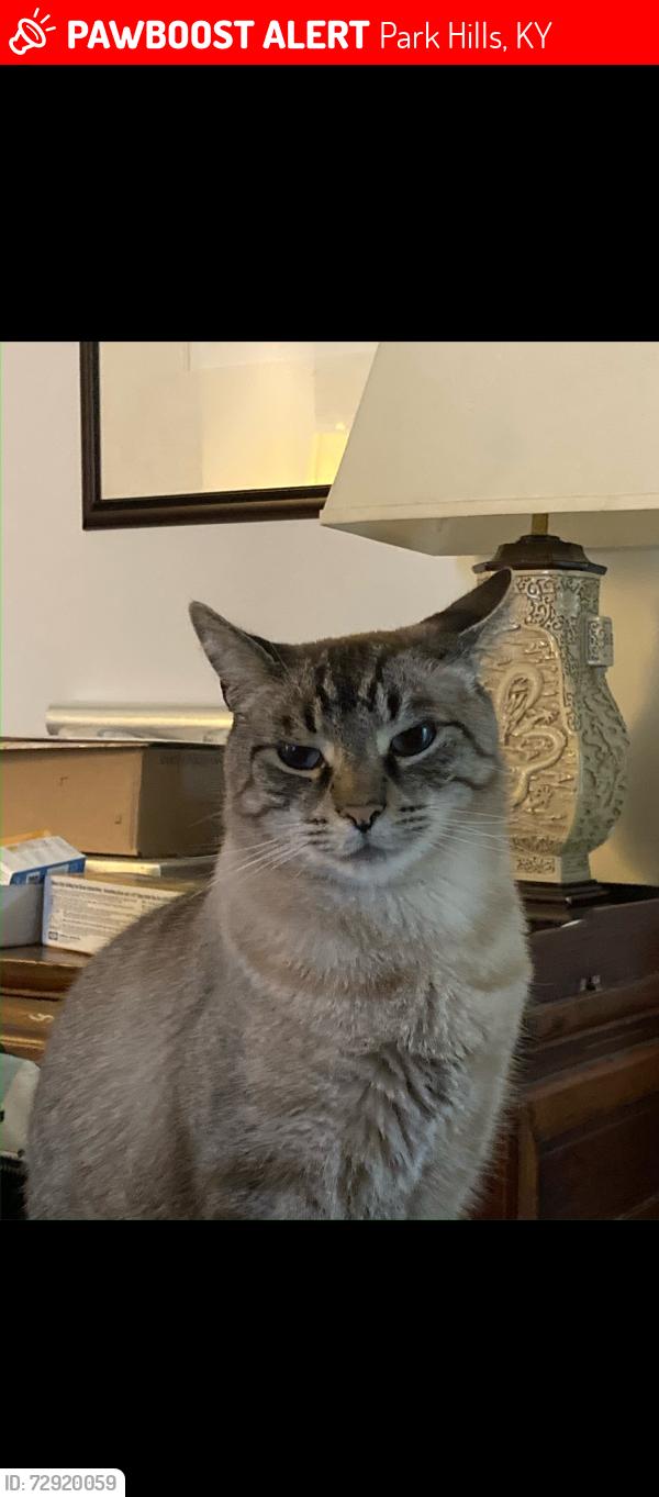 Lost Male Cat last seen E 7th and Greenup Sts, Park Hills, KY 41011