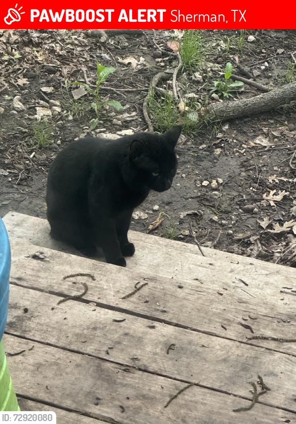 Lost Male Cat last seen N shannon street, Sherman, TX 75092