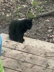 Lost Male Cat last seen N shannon street, Sherman, TX 75092