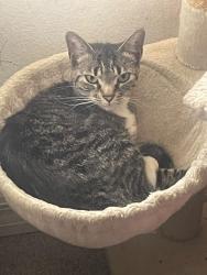 Lost Female Cat last seen Lakewood park / beresford , DeLand, FL 32724