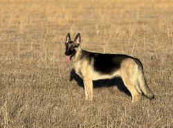 Reunited Female Dog last seen 53rd St & Berryton Rd, Berryton, KS 66409