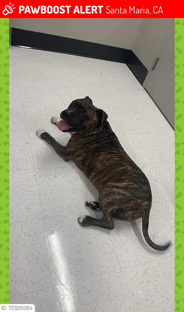 Lost Male Dog last seen West street, Santa Maria, CA 93455