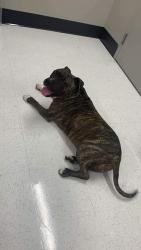 Lost Male Dog last seen West street, Santa Maria, CA 93455