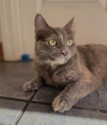 Reunited Female Cat last seen Pictor court, Sacramento, CA 95828