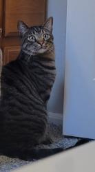 Lost Male Cat last seen Firestone blvd and colorado blvd, Firestone, CO 80520