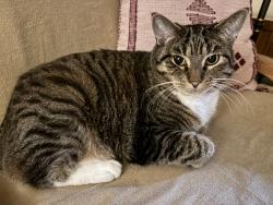 Reunited Male Cat last seen just west of Erb Park, Appleton, WI 54911