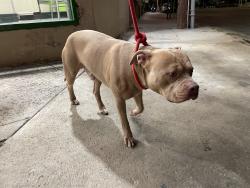 Reunited Male Dog last seen Fredonia/Kentucky, Los Angeles, CA 90068
