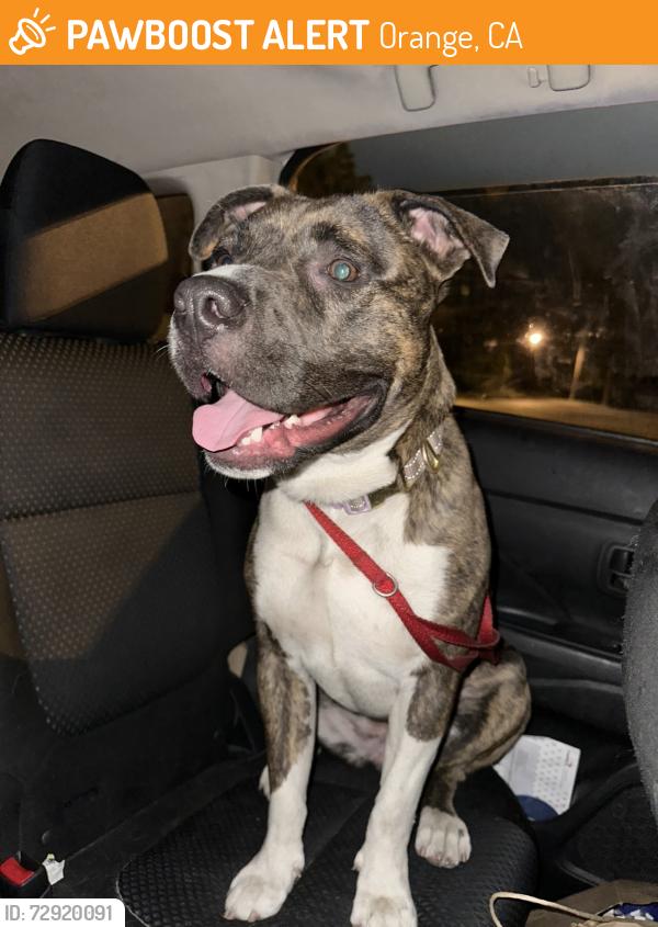 Found/Stray Female Dog last seen W Meats Ave & Pacific St., Orange, CA 92865