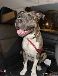 Found/Stray Female Dog last seen W Meats Ave & Pacific St., Orange, CA 92865