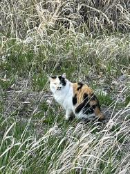Found/Stray Unknown Cat last seen North Shields Ponds Natural Area, Fort Collins, CO 80524
