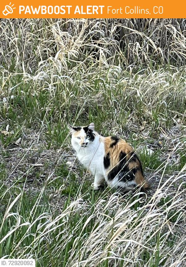 Found/Stray Unknown Cat last seen North Shields Ponds Natural Area, Fort Collins, CO 80524