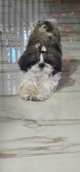 Reunited Female Dog last seen There is a Carl’s Jr and hacienda grill around there , Big Bear Lake, CA 92315