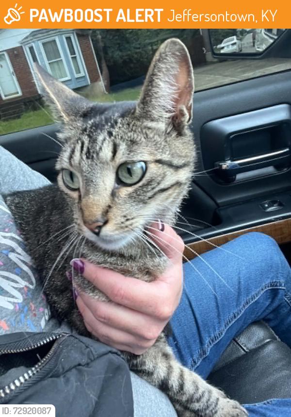 Found/Stray Unknown Cat last seen Bayport Road close to Billtown Road, Jeffersontown, KY 40299