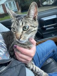 Found/Stray Unknown Cat last seen Bayport Road close to Billtown Road, Jeffersontown, KY 40299